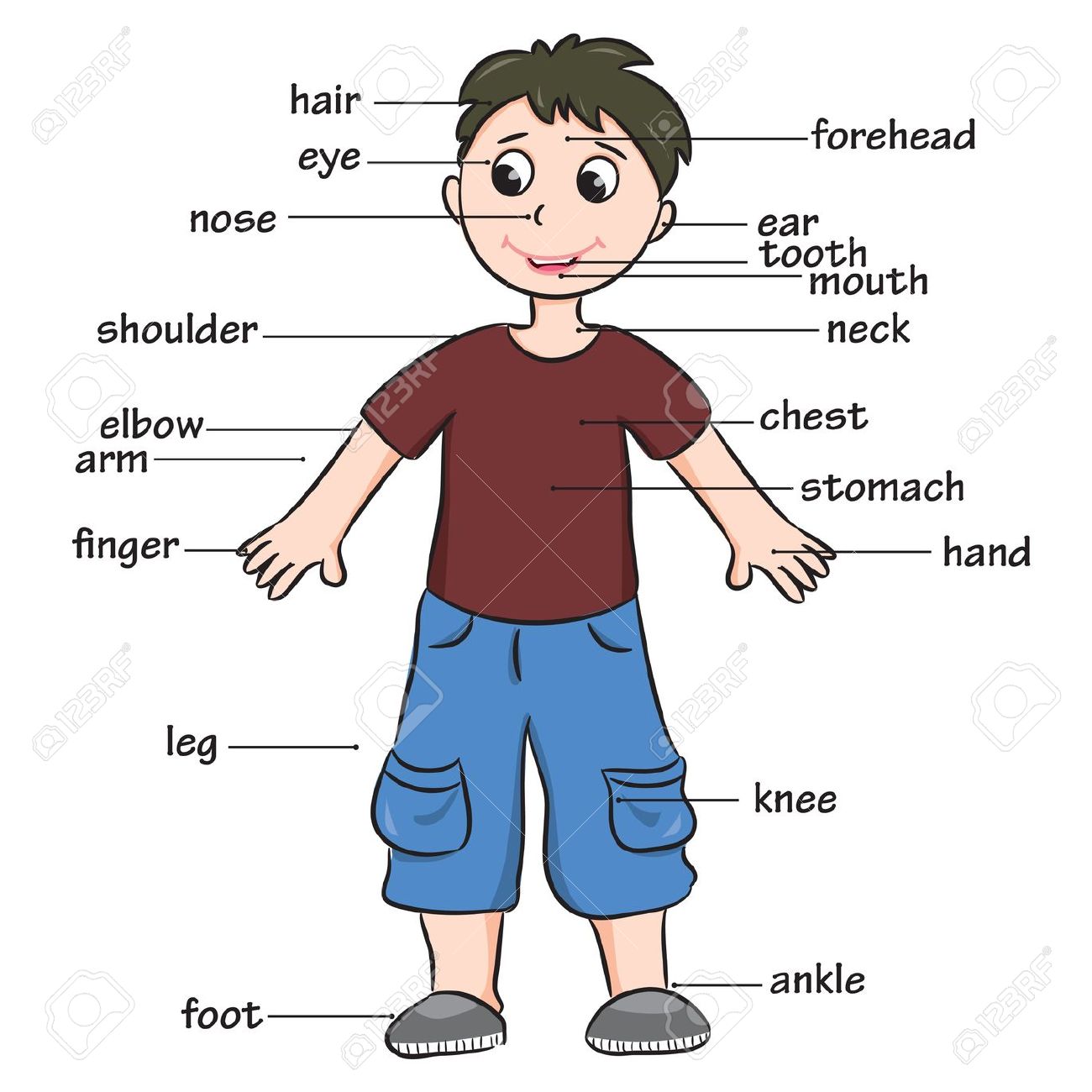 Body Parts In Spanish Quiz